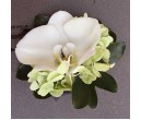 CO39 GREEN HYDRANGEAS WITH WHITE ORCHIDS CORSAGE