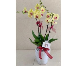 O18 4PCS YELLOW ORCHID IN CERAMIC POT