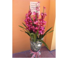 O4 Deep Pink cymbidium orchid 