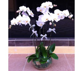 O5 4 stems of white orchids with glass pot