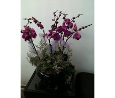O6 6 Stems Purple Orchids in glass pot 