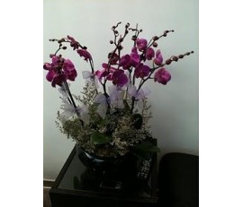 O6 6 Stems Purple Orchids in glass pot 