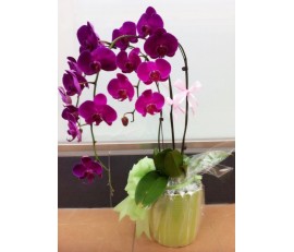 O16 3 STEMS DEEP PURPLE ORCHIDS