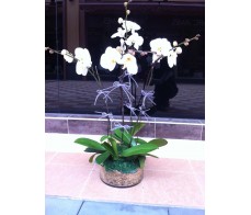 O8 4 STEMS WHITE ORCHIDS IN GLASS POT