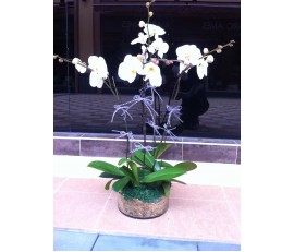 O8 4 STEMS WHITE ORCHIDS IN GLASS POT