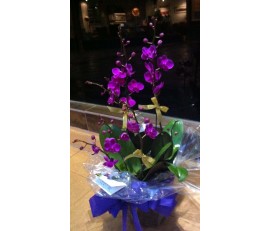 O10 3 STEMS DEEP PURPLE ORCHIDS