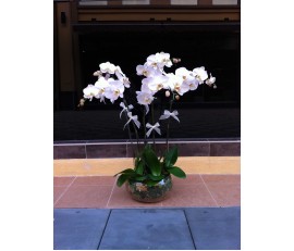 O11 4 STEMS WHITE ORCHIDS IN GLASS POT