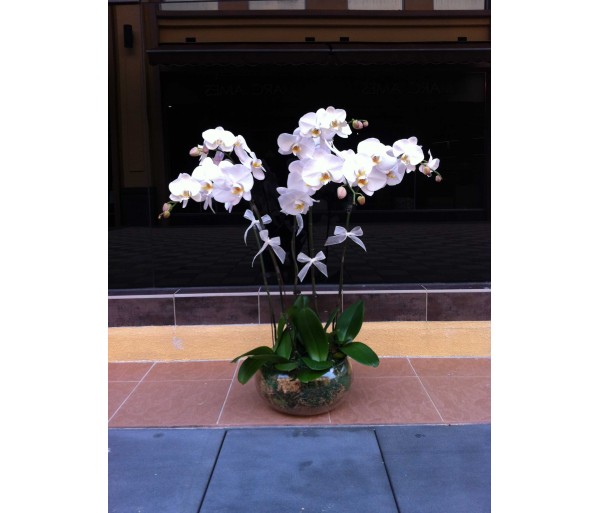 O11 4 STEMS WHITE ORCHIDS IN GLASS POT