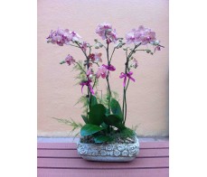 O12 4 STEMS OF PINK ORCHIDS IN CARAMIC POT