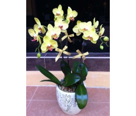 O13 3 STEMS YELLOW ORCHIDS IN POT