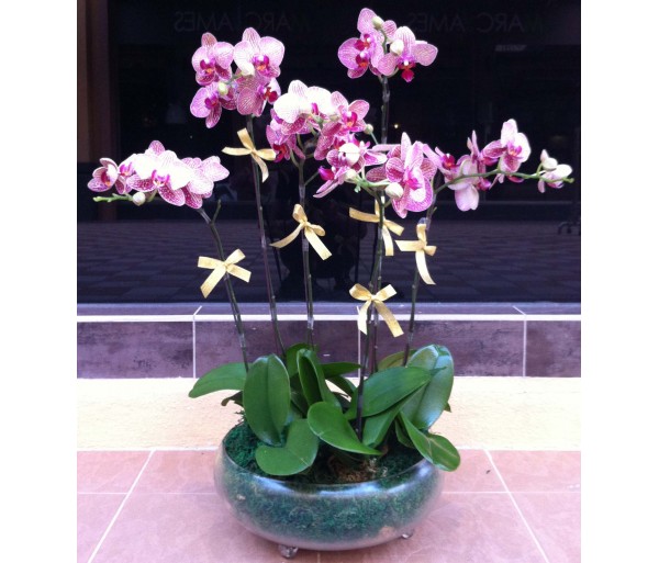 O14 6 STEMS OF DEEP PINK ORCHIDS IN POT
